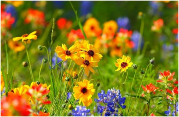 Սպասվում է առանց տեղումների եղանակ. օդի ջերմաստիճանը կբարձրանա ևս 2-3 աստիճանով